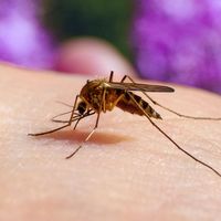 Northern house mosquito