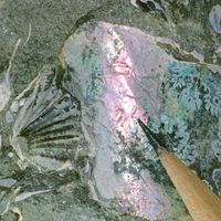 Mother-of-pearl visible in a shell fossil embedded in rock