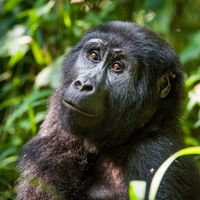 Mountain gorilla (Gorilla beringei beringei)