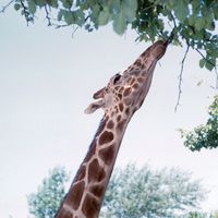 Giraffe browsing leaves