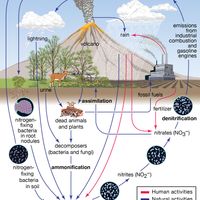 Figure 9: The nitrogen cycle. Rectangular boxes give the major reservoirs, summarizing the approximate contents of nitrogen in units of 1015 grams. Exchanges are indicated by lines with arrows. Exchan