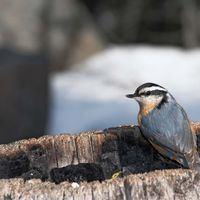Red-breasted nuthatch (Sitta canadensis)