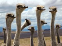 Ostriches (Struthio camelus).