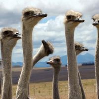 Ostriches (Struthio camelus).