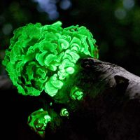 bitter oyster (Panellus stipticus)