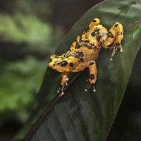 Panamanian golden frog