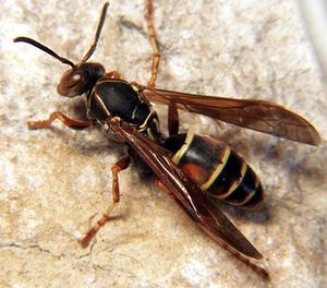 Paper wasp