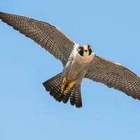 Peregrine falcon (Falco peregrinus)