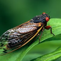 Periodical cicada (genus Magicicada)
