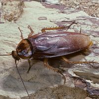 American cockroach