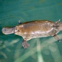 platypus