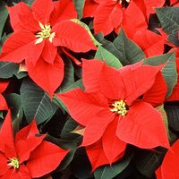 poinsettia