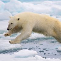 Spitsbergen, Norway: polar bear