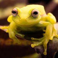 polka-dot tree frog