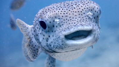 A porcupine fish in the Andaman Sea
