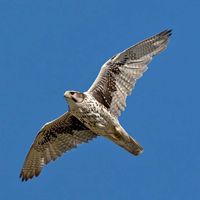 Prairie falcon (Falco mexicanus)