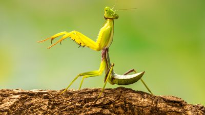 Praying mantis