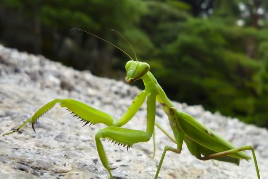 praying mantis