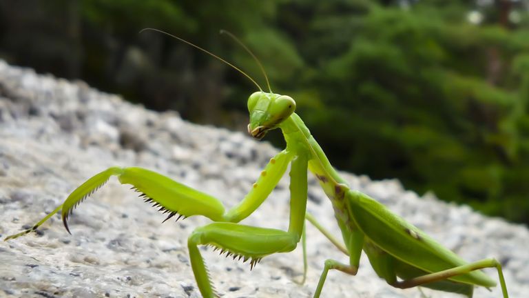 praying mantis