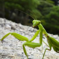 praying mantis