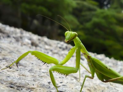 praying mantis