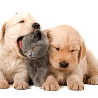 Two puppies and a kitten