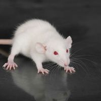 Laboratory rat
