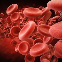 Human red blood cells