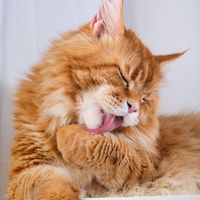 Mighty-sized Maine Coon