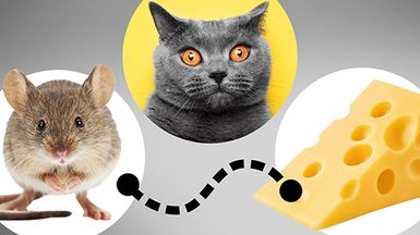 Photo illustration of a mouse, a cat, and a wedge of Swiss cheese with a black dotted path connecting the mouse to the cheese, but skipping the cat.