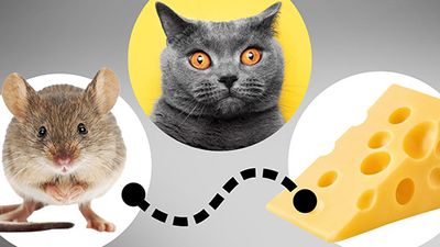 Photo illustration of a mouse, a cat, and a wedge of Swiss cheese with a black dotted path connecting the mouse to the cheese, but skipping the cat.