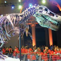 Sue, a dinosaur fossil (Tyrannosaurus rex)