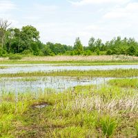 Restored wetland