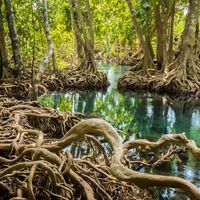 mangrove roots