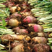 sugar beets