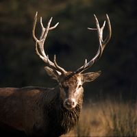 Red deer (Cervus elaphus)