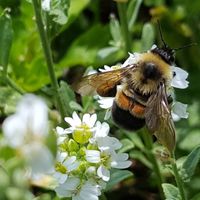 An endangered species