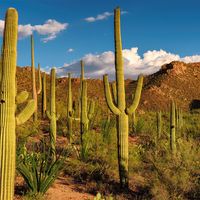 Saguaro National Park