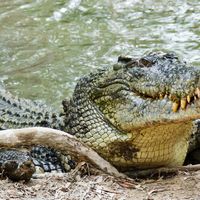 saltwater crocodile