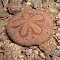 Japanese sea biscuit (Clypeaster japonicus)