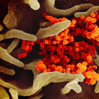 coronavirus: SARS-CoV2