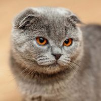 Scottish fold cat