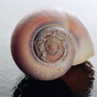 Snail's shell