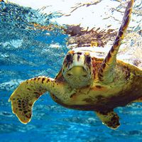 green sea turtle