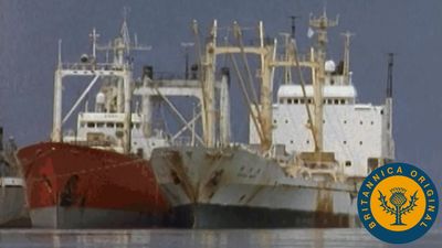 Visit the world's southernmost city to learn of its past whaling reliance and current production of fine wool