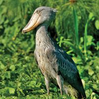 Shoebill (Balaeniceps rex).