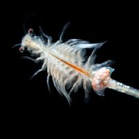 Brine shrimp (Artemia salina)