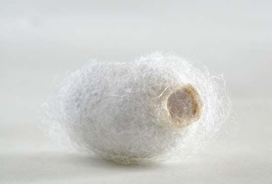 Silkworm cocoon