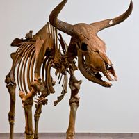 aurochs skeleton