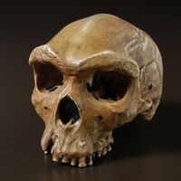 Homo heidelbergensis